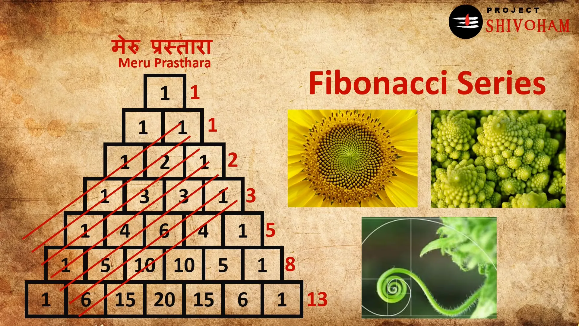 Fibonacci sequence in nature