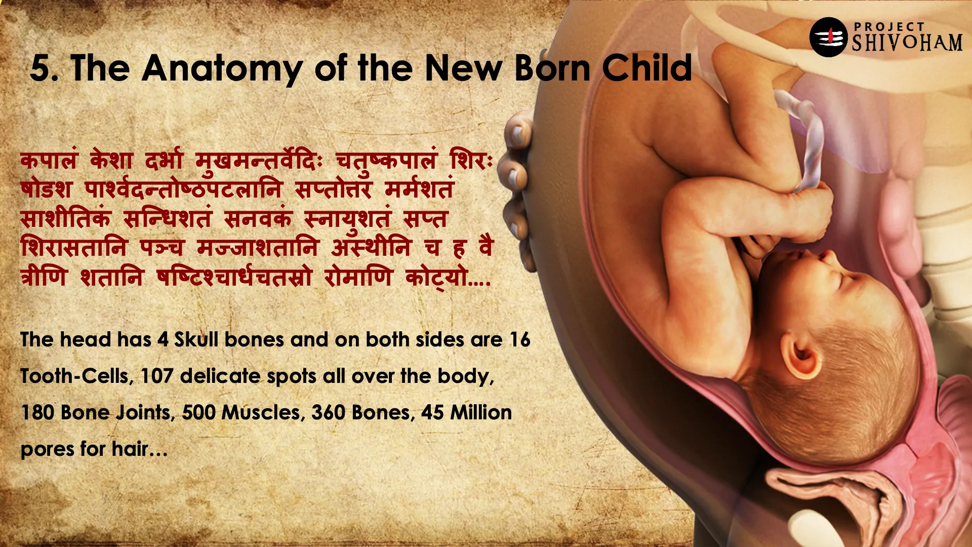 Anatomy of the newborn child