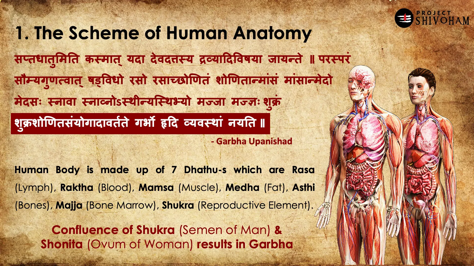 Sapta Dhatu of human body