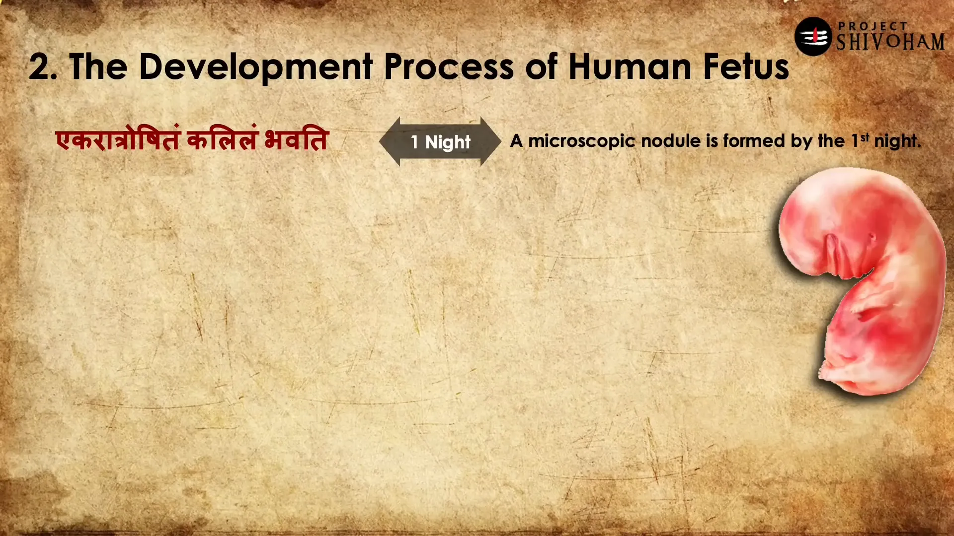 Development Process of the Human Fetus
