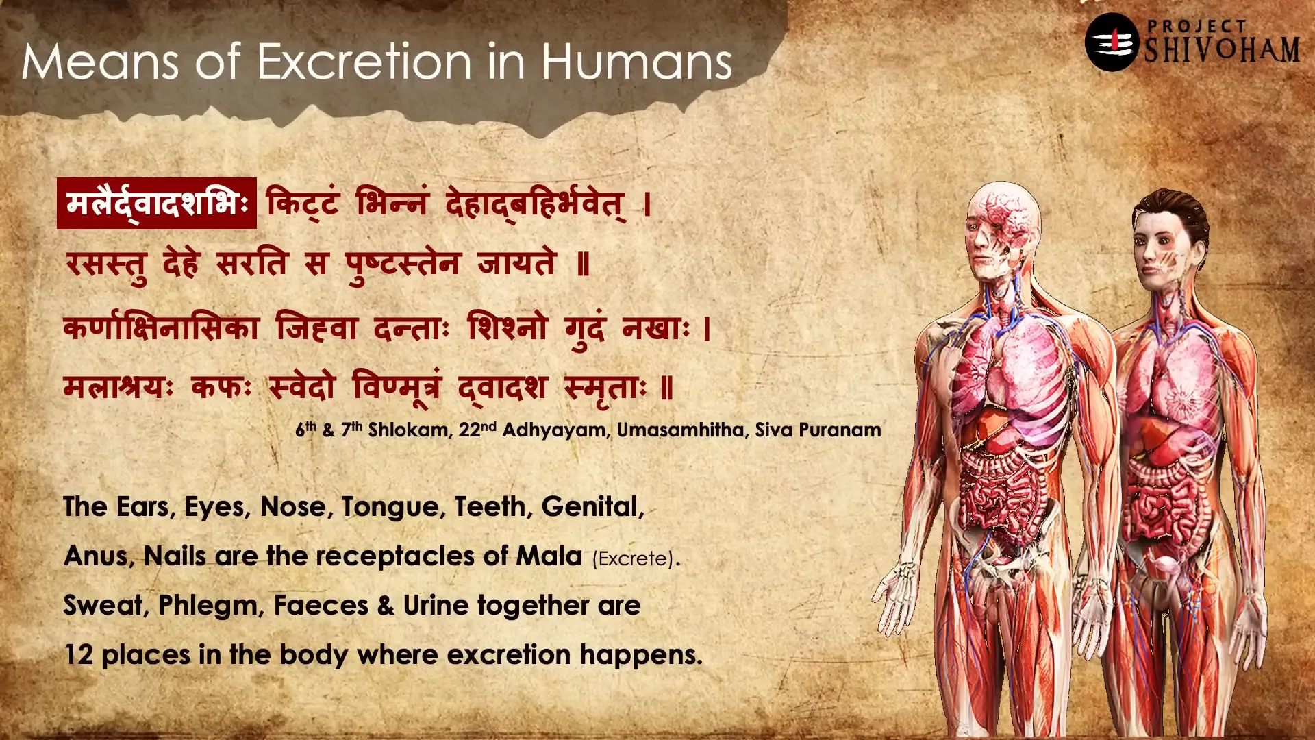 Metabolism in Human Beings
